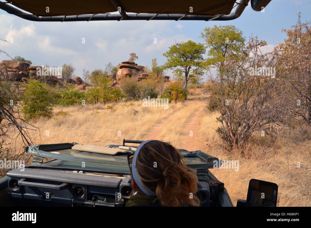 A manovre di guida la sua jeep safari passato formazioni kopje nella boccola del Botswana Tuli del deserto regione. Foto Stock