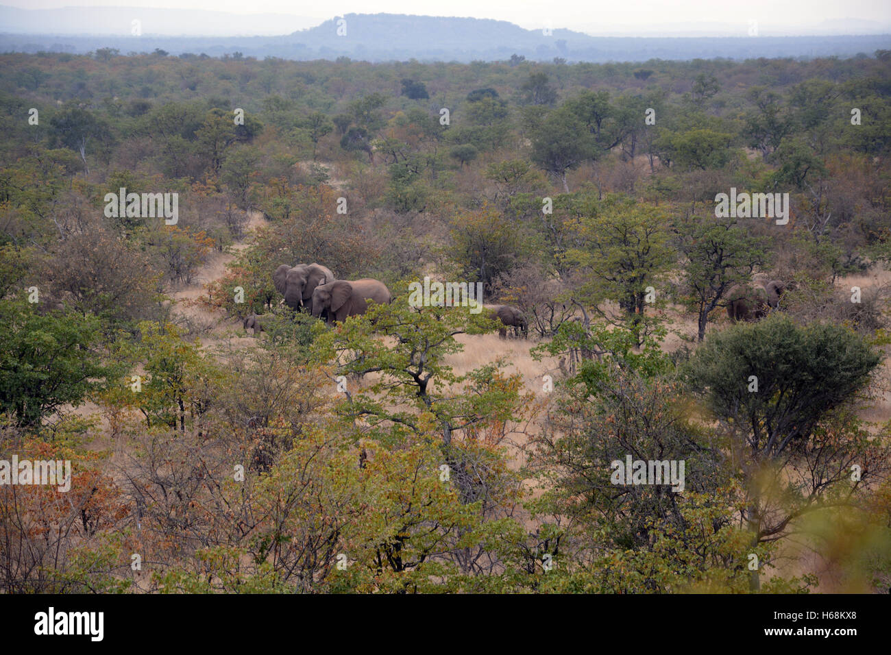 Una famiglia di elefanti guidato da la matriarca di viaggiare attraverso la boccola a secco del Tuli Wilderness area in Botswana, Africa. Foto Stock