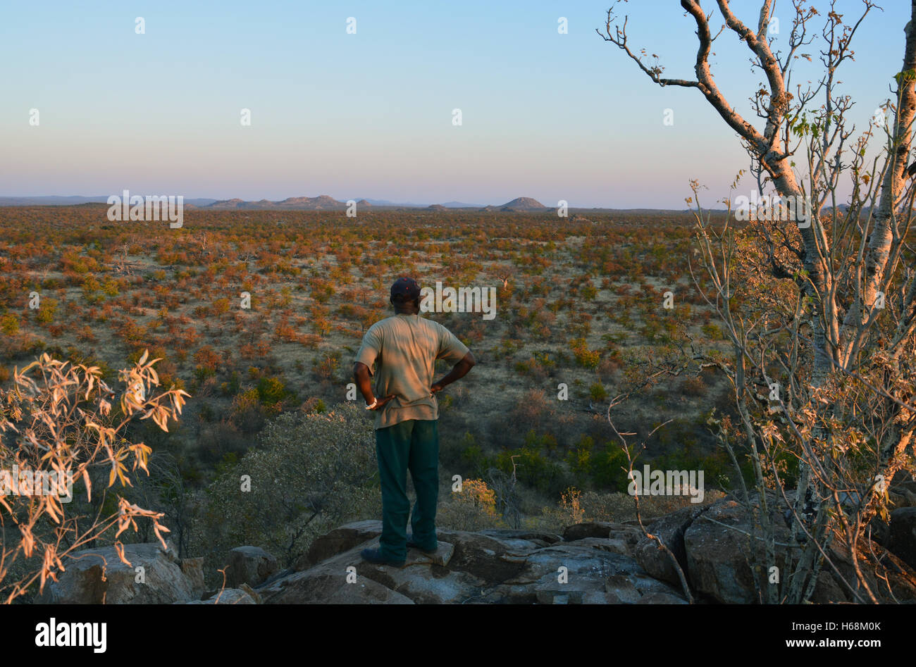 Una guida sondaggi il paesaggio al tramonto dalla cima di un kopje nel deserto boccola del Botswana, Africa. Foto Stock