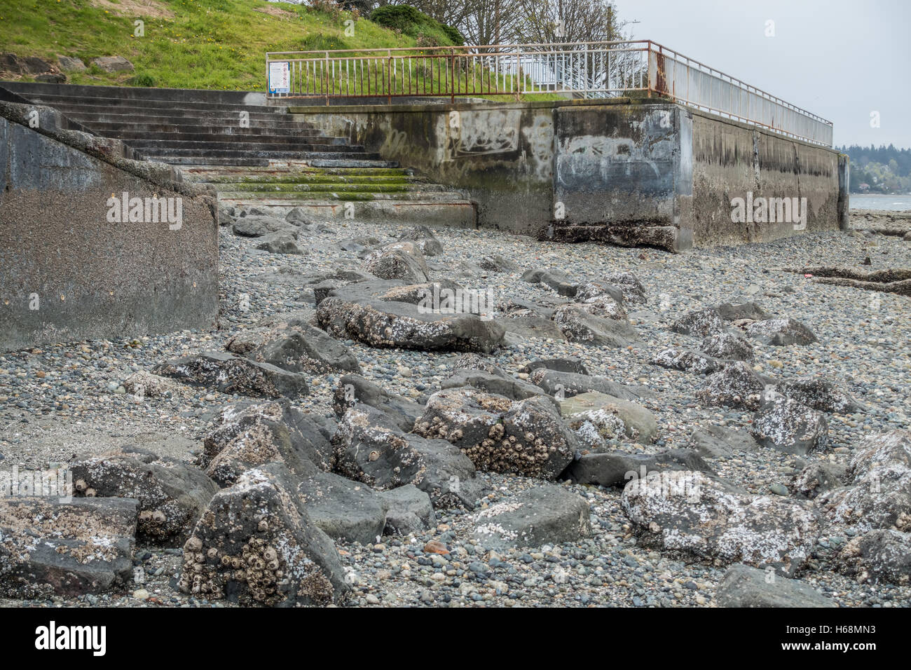 La bassa marea nella zona ovest di Seattle, Washington rivela un robusto fondo marino che conduce fino a una scala di cemento che è incorporato in un seawall. Foto Stock