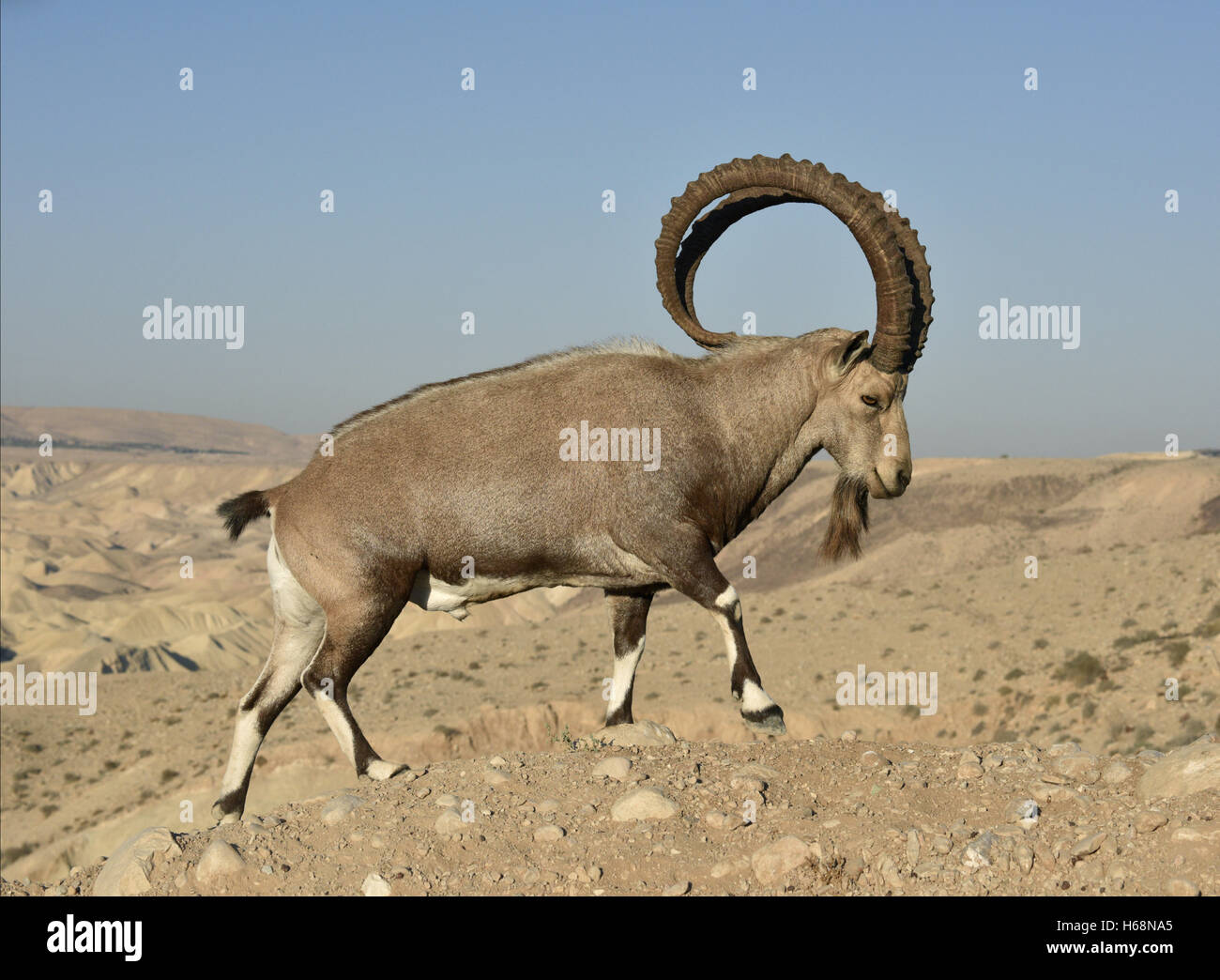 Ibex Nubiano - Capra nubiana Foto Stock