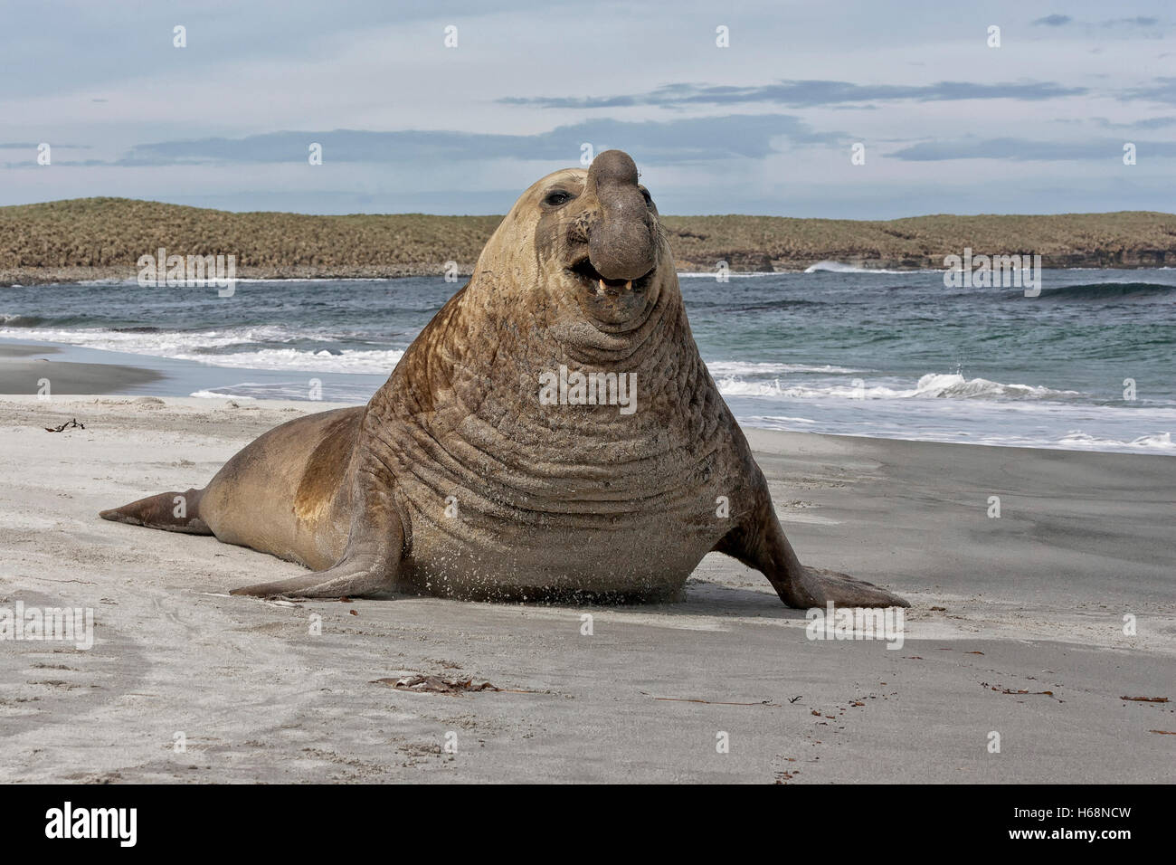 Elefante marino del sud bull - Mirounga leonina Foto Stock