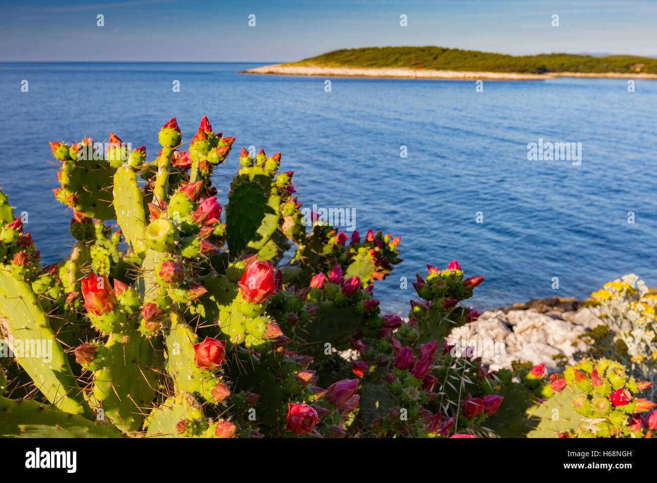 Opuntia ficus-indica (L.). Fico d'India. Vegetazione mediterranea della costa dell'isola di Hvar. Mare Adriatico. Croazia. Europa. Foto Stock