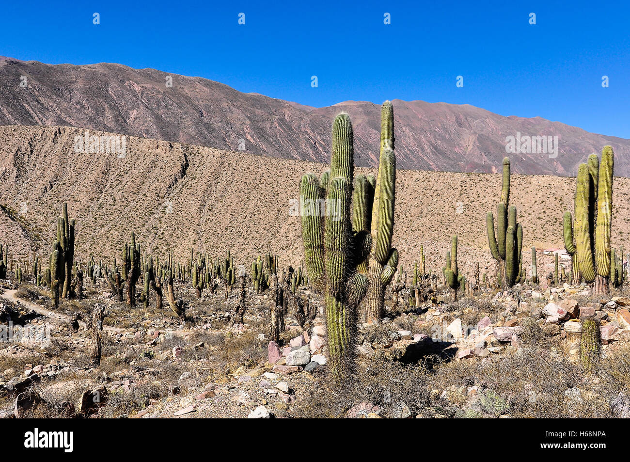 Caco in Pucara pre-inca monumento in Tilcara Quebrada de la Humahuaca, Argentina Foto Stock