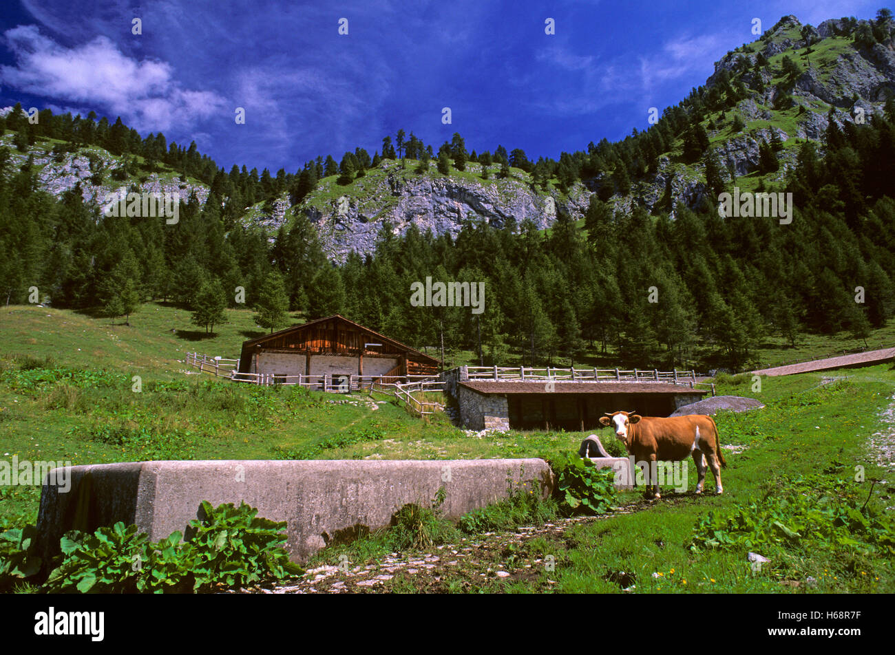 Mucca vicino a una fontana, la Carnia, Dolomiti Friulane parco naturale, Friuli Venezia Giulia, Italia Foto Stock
