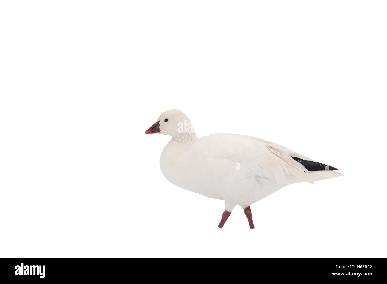 Snow goose Anser caerulescens, singolo captive bird in tempesta di neve, Slimbridge, Gloucestershire, UK, Gennaio 2010 Foto Stock
