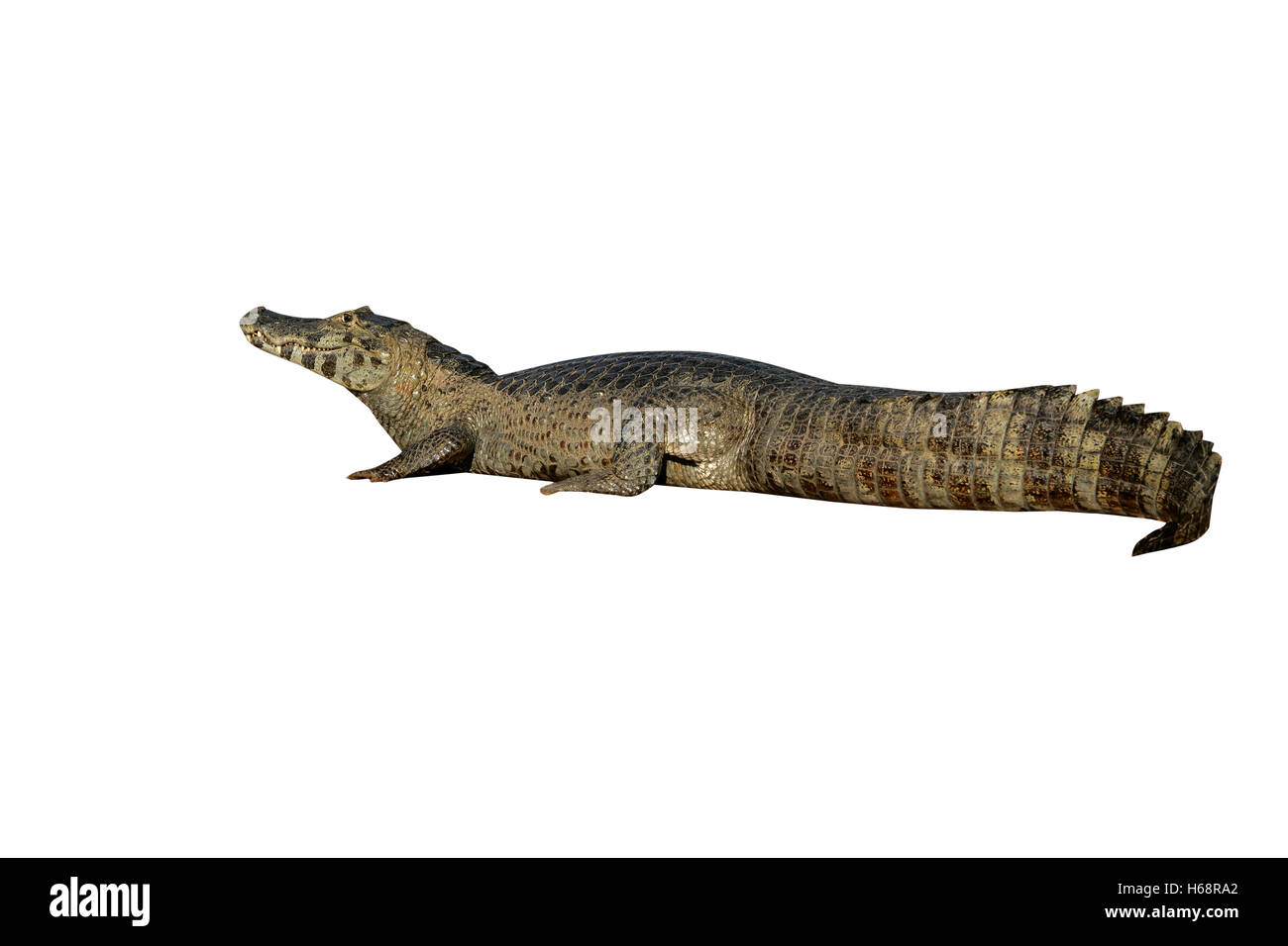 Caimano Spectacled, crocodilus caimano, singolo animale mediante acqua, Brasile Foto Stock