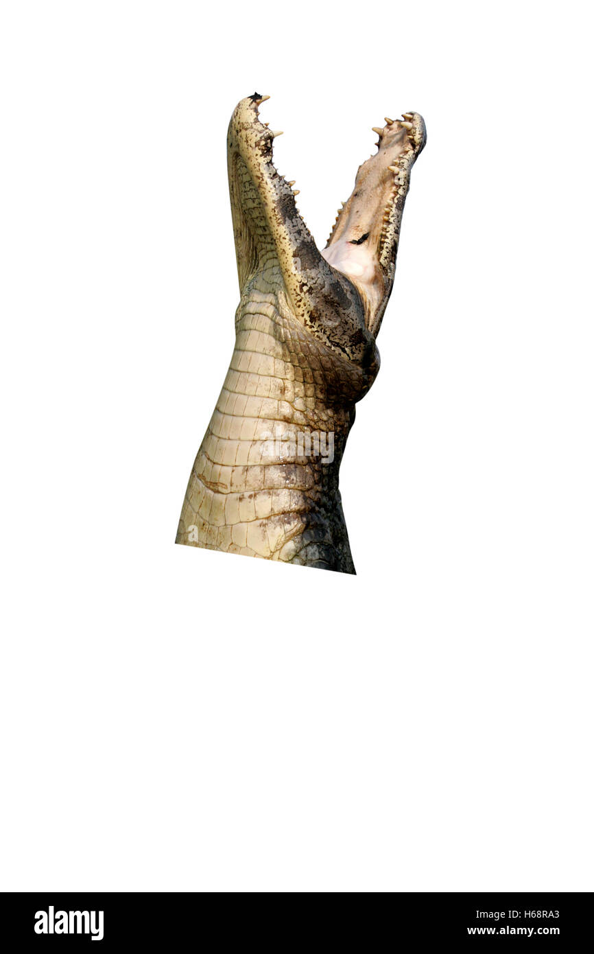 Caimano Spectacled, crocodilus caimano, unico animale saltando fuori di acqua, Brasile Foto Stock