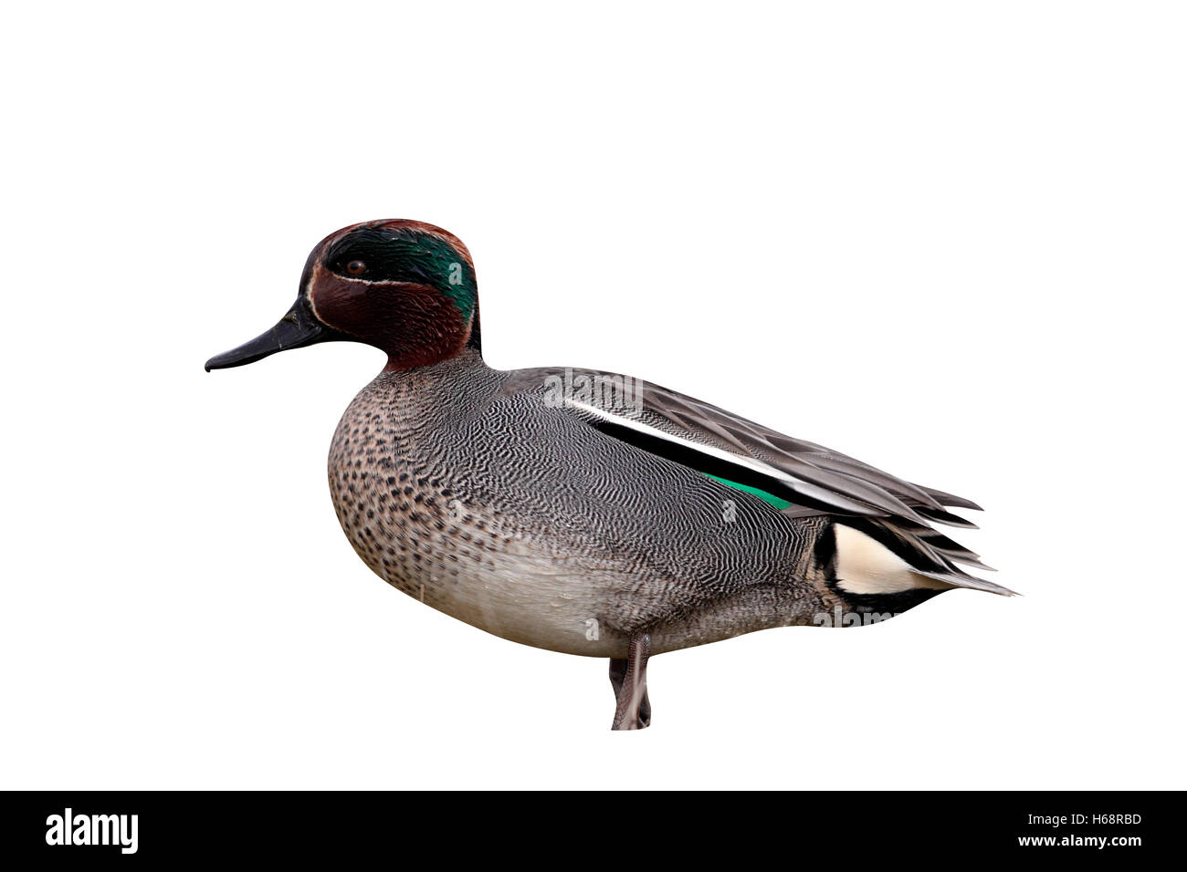 Teal, Anas crecca, singolo maschio su erba, Norfolk, Marzo 2010 Foto Stock