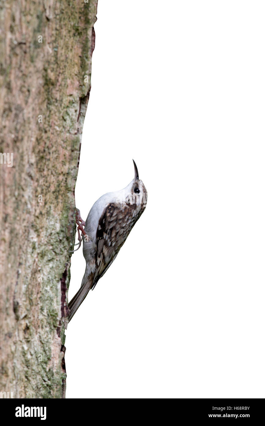 Rampichino alpestre, Certhia familiaris, singolo uccello su albero a nido ingresso, Midlands, Maggio 2010 Foto Stock