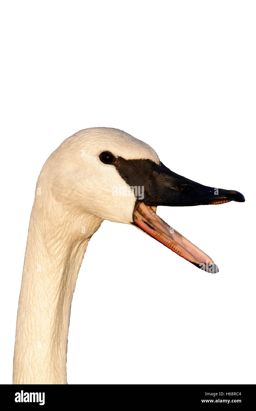 Trumpeter swan, Cygnus buccinatore, singolo captive bird colpo alla testa, Gloucestershire, Gennaio 2012 Foto Stock