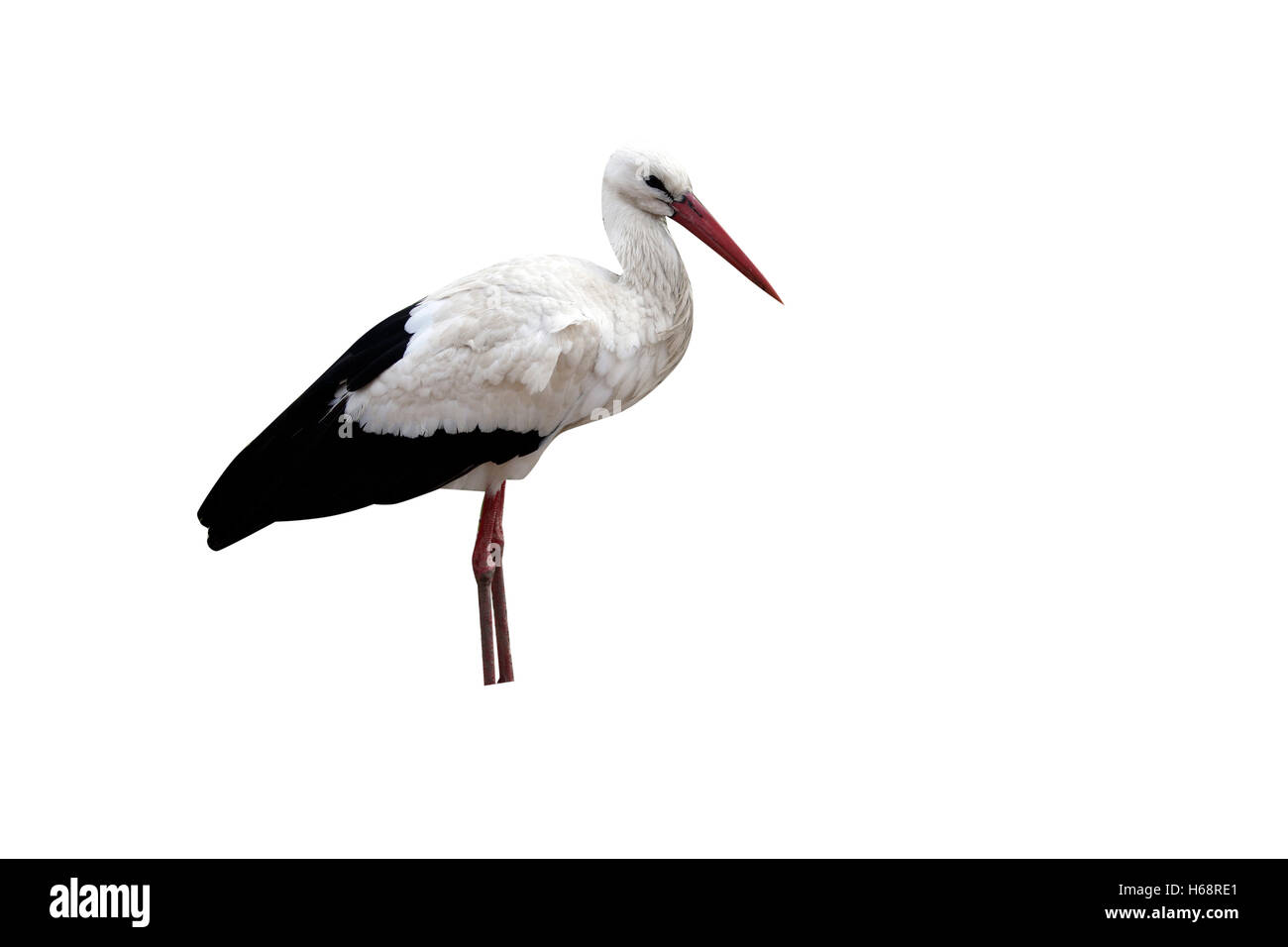 Cicogna bianca, Ciconia ciconia, singolo uccello sul nido sulla costruzione tetto, Spagna Foto Stock