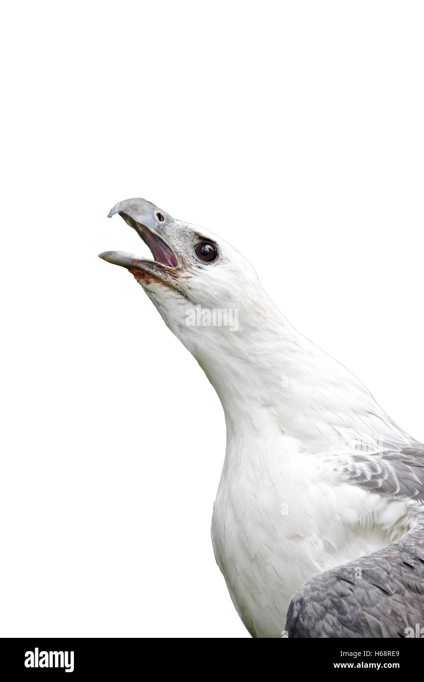 Bianco-mare panciuto-eagle, Haliaeetus leucogaster, singolo captive bird colpo alla testa chiamando, Indonesia, Marzo 2011 Foto Stock