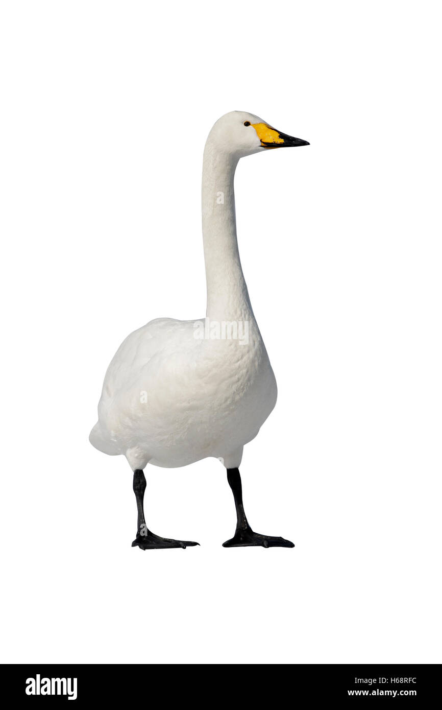 Whooper swan, Cygnus cygnus, Giappone, inverno Foto Stock