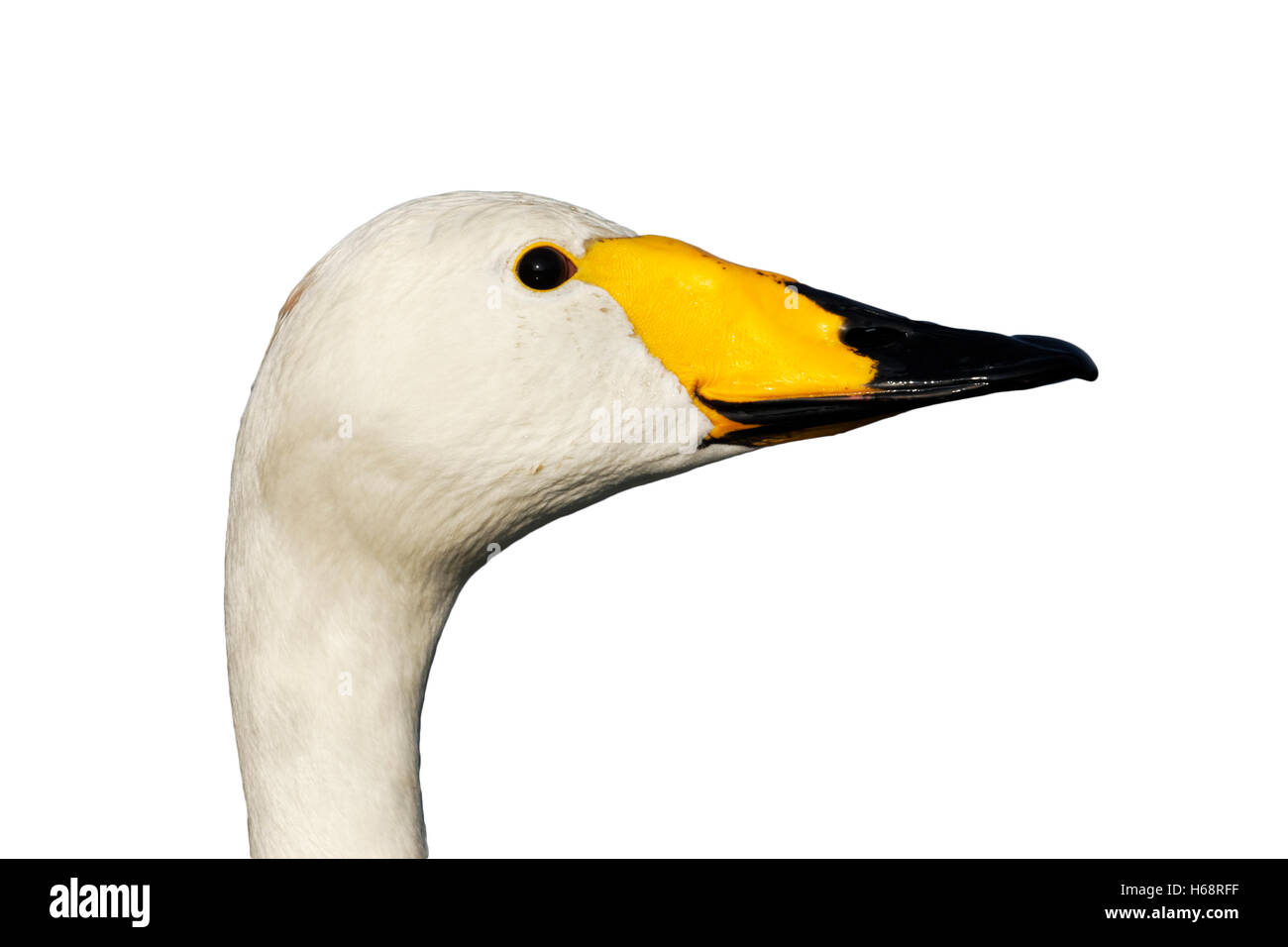 Whooper swan, Cygnus cygnus, singolo uccello colpo alla testa, parchi di Londra, marzo 2012 Foto Stock