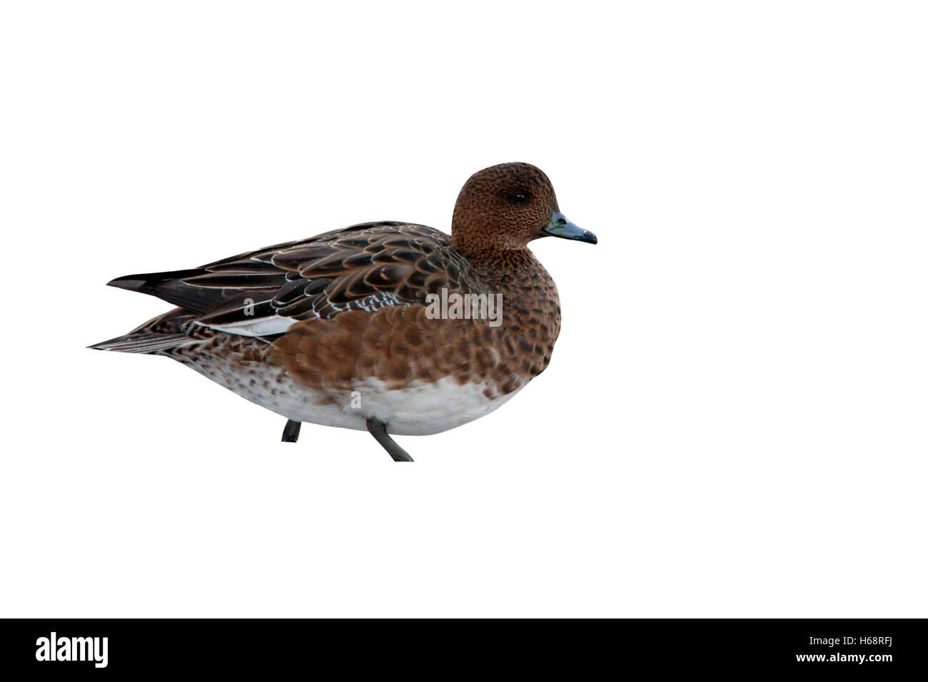 Wigeon, Anas penelope, un unica donna in piedi sul ghiaccio, Dumfries Scozia, inverno 2009 Foto Stock