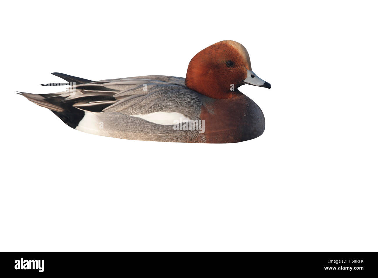 Wigeon, Anas penelope, una singola piscina maschio su acqua ghiacciata, Dumfries Scozia, inverno 2009 Foto Stock