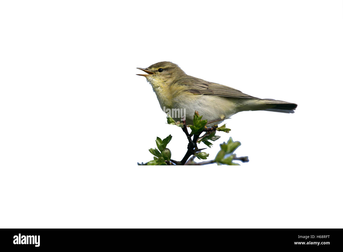 Willow trillo, Phylloscopus trochilus, singolo uccello sul ramo, Devon, Regno Unito Foto Stock