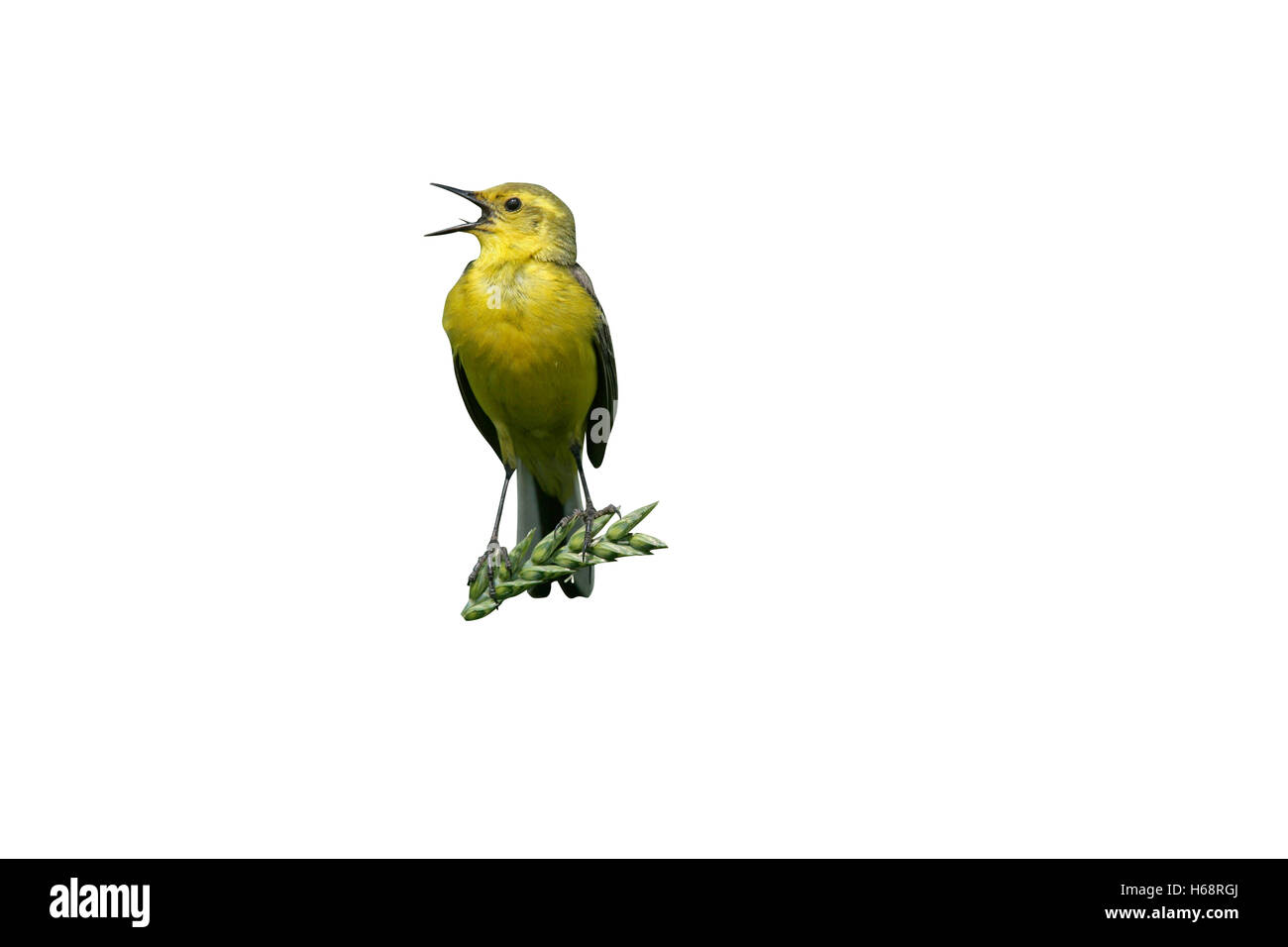 Wagtail giallo, Motacilla flava, singolo maschio su pesce persico, Lincolnshire, Regno Unito Foto Stock