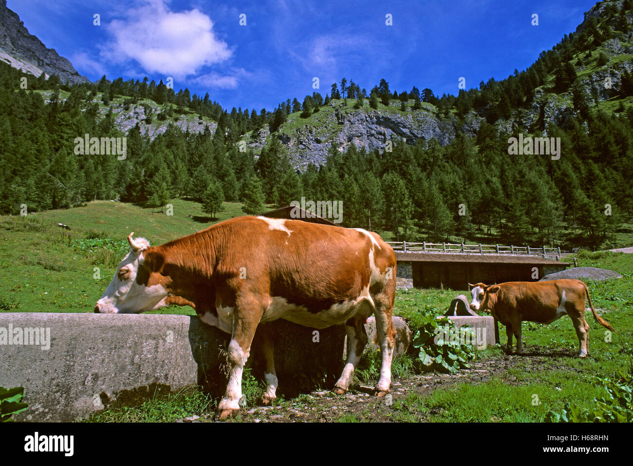 Vacche (Bos taurus) bere ad una fontana, la Carnia, Dolomiti Friulane parco naturale, Friuli Venezia Giulia, Italia Foto Stock