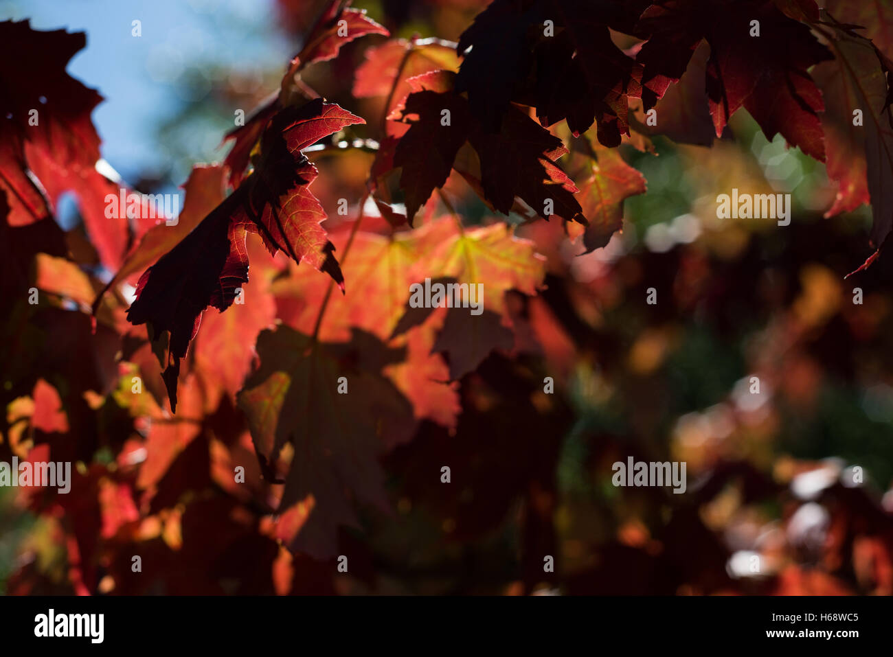 Close-up di foglie di acero Foto Stock