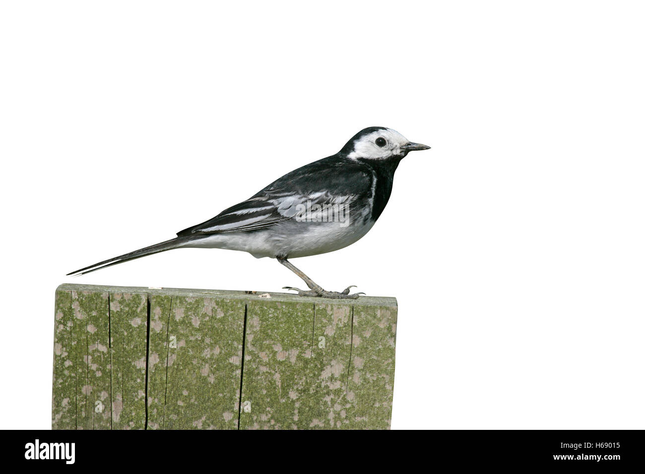 Pied wagtail, Motacilla alba yarrelli, singolo uccello sulla recinzione, Staffordshire, Regno Unito Foto Stock