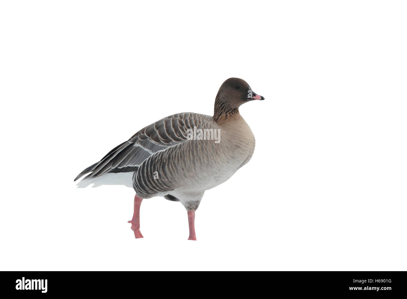 Rosa-footed goose, Anser brachyrhynchus, un singolo captive bird in piedi nella neve, Martin Mere, Lancashire, Regno Unito, inverno 2009 Foto Stock