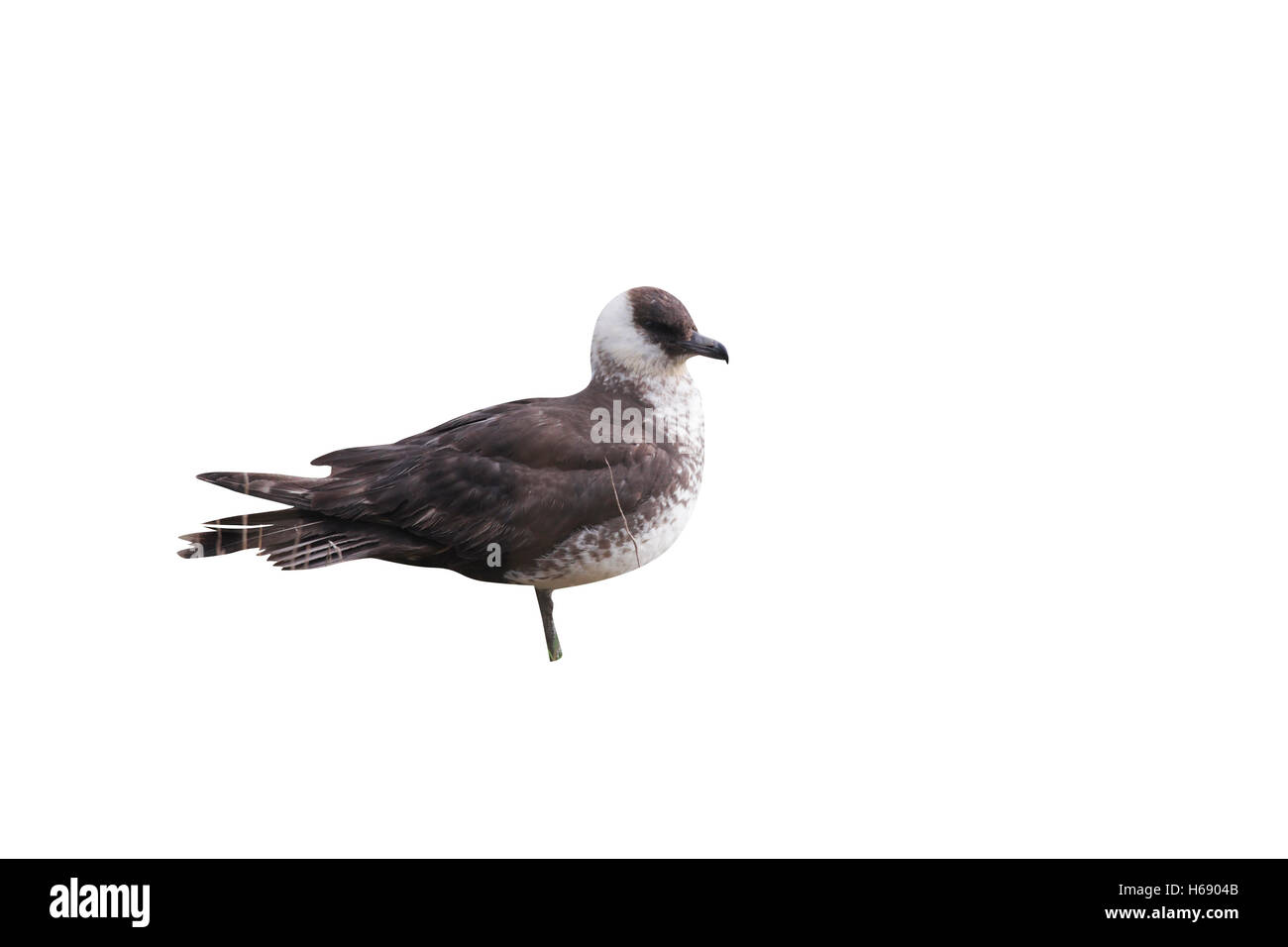 Pomarine skua o jaeger, Stercorarius pomarinus, una fase di luce permanente di uccelli su erba, Gloucestershire, Regno Unito, dicembre 2009 Foto Stock