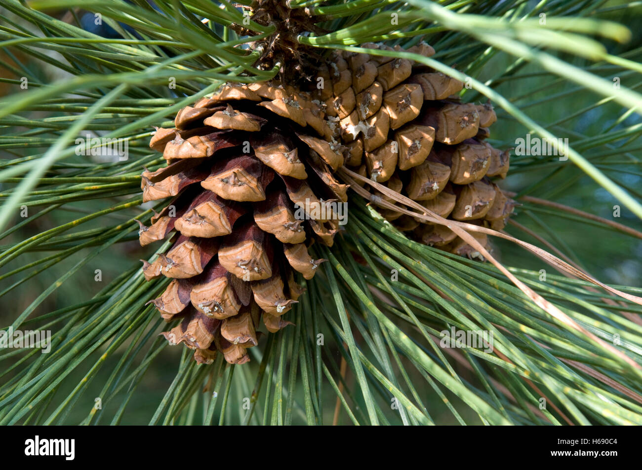 Ponderosa Pine, Bull Pine, Blackjack pino o Western Yellow Pine (Pinus ponderosa), coni Foto Stock