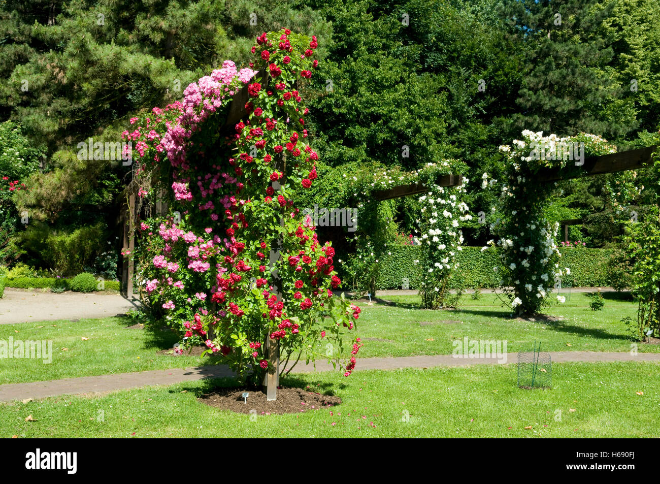 Rose rampicanti, giardino di rose, Westfalenpark, Dortmund, Ruhrgebiet regione Renania settentrionale-Vestfalia Foto Stock