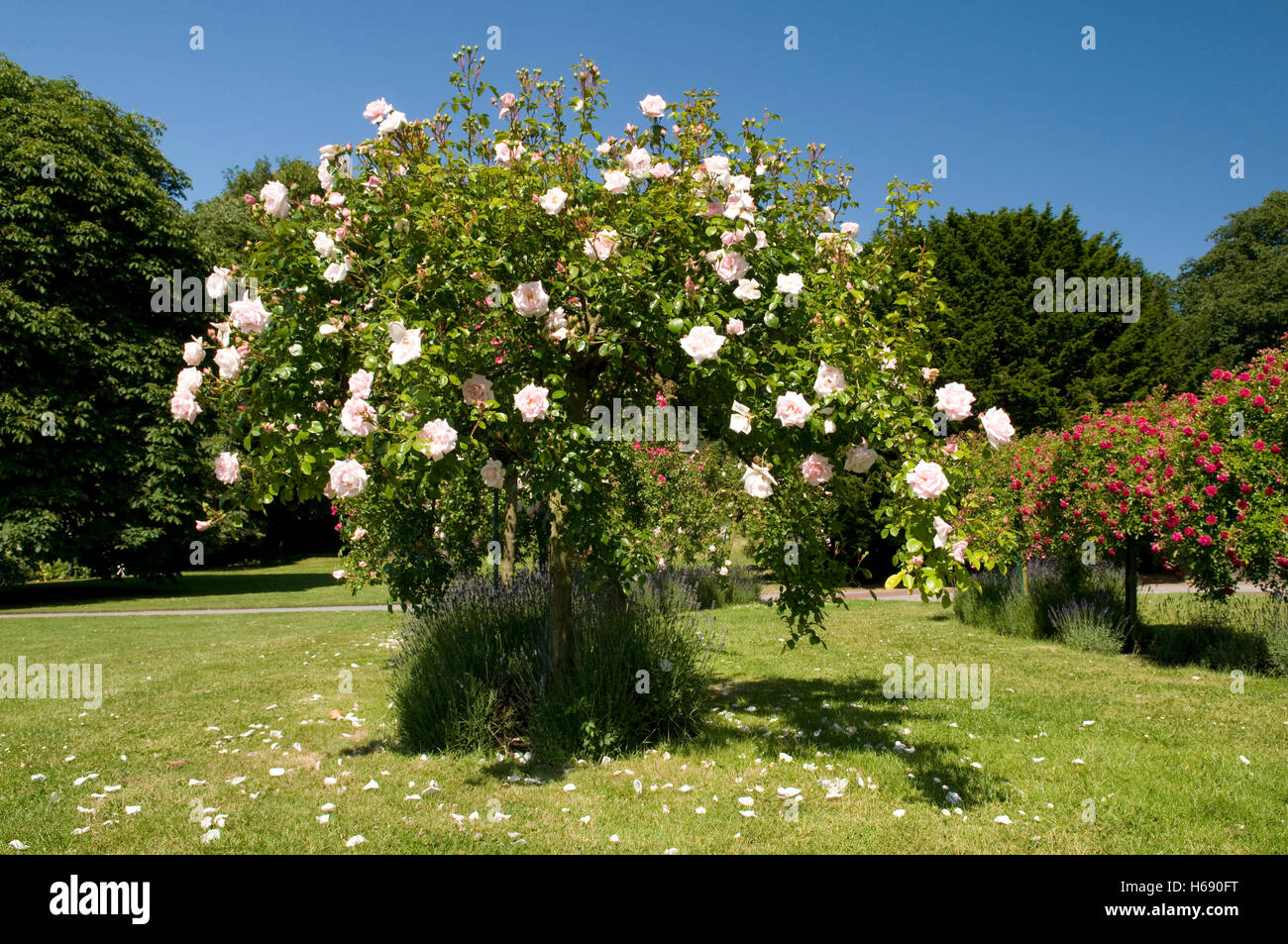 Roses in Bloom, giardino di rose, Westfalenpark, Dortmund, Ruhrgebiet regione Renania settentrionale-Vestfalia Foto Stock