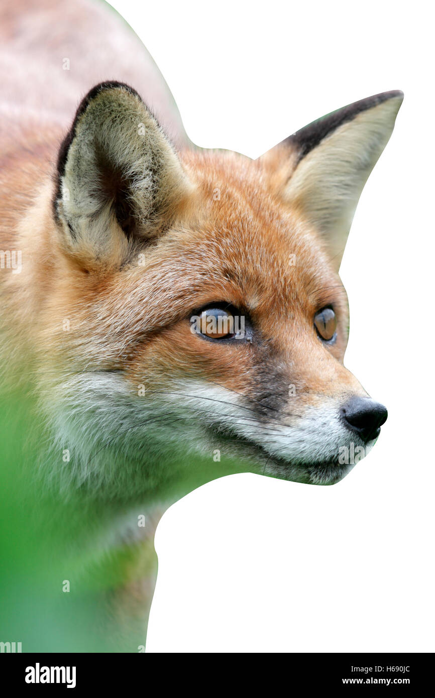 Red Fox, Vulpes vulpes, Somerset, molla Foto Stock