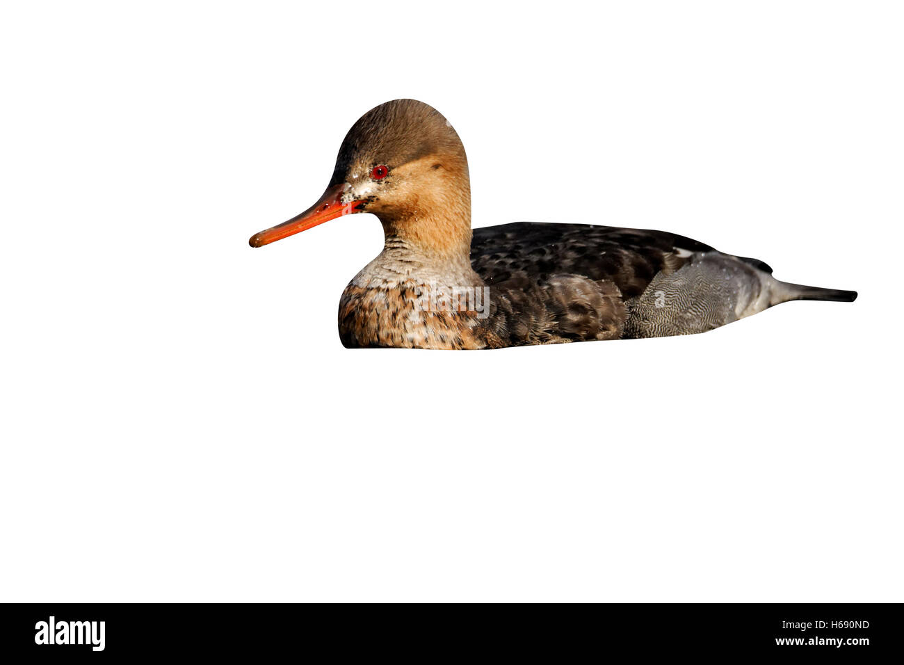 Red-breasted merganser, Mergus serrator, singolo bambino maschio su acqua, Staffordshire, Novembre 2011 Foto Stock