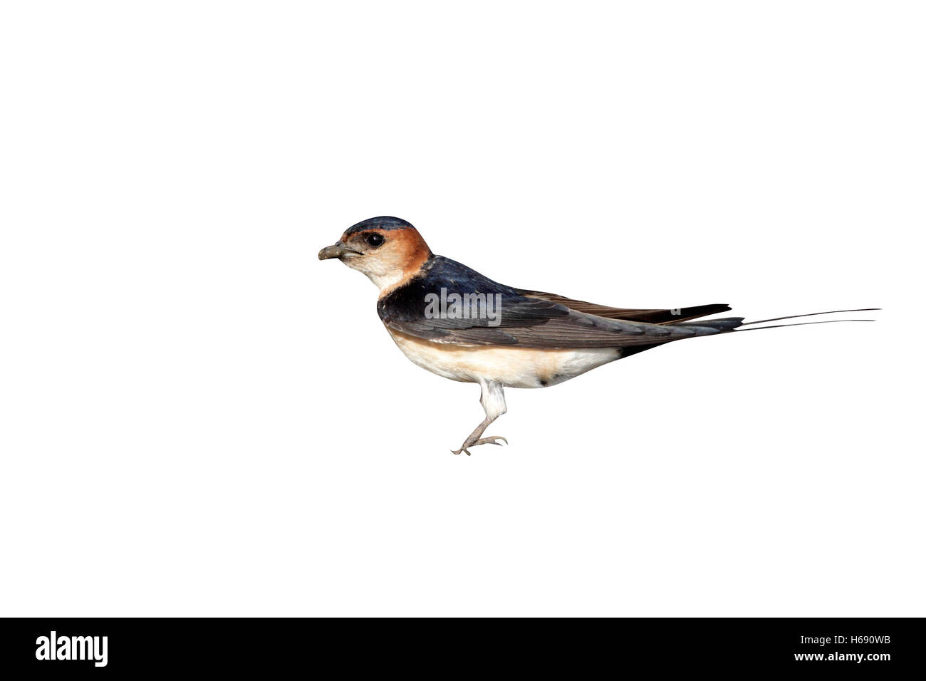 Rosso-rumped Swallow, Hirundo daurica, singolo uccello raccogliere fango,Bulgaria, Maggio 2010 Foto Stock