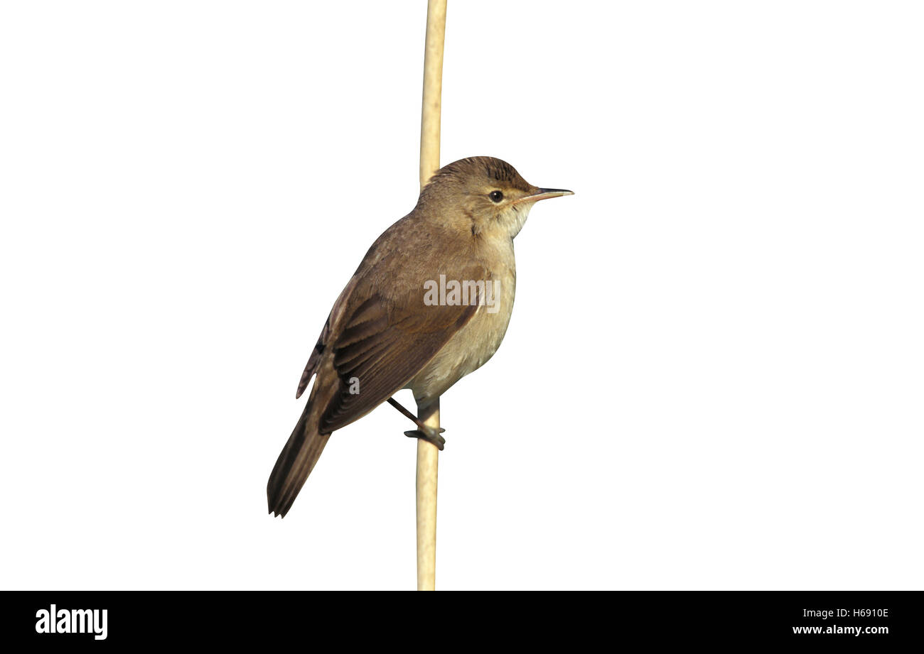 Reed trillo, Acrocephalus scirpaceus, singolo uccello sul ramo, REGNO UNITO Foto Stock