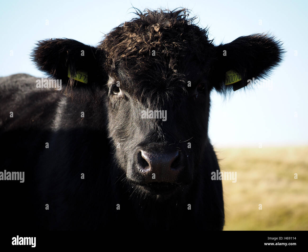 Nero lucido bovini da carne di vitello con ciuffo tousled fissando sulla lente golden moorland nel lato forte-luce Foto Stock