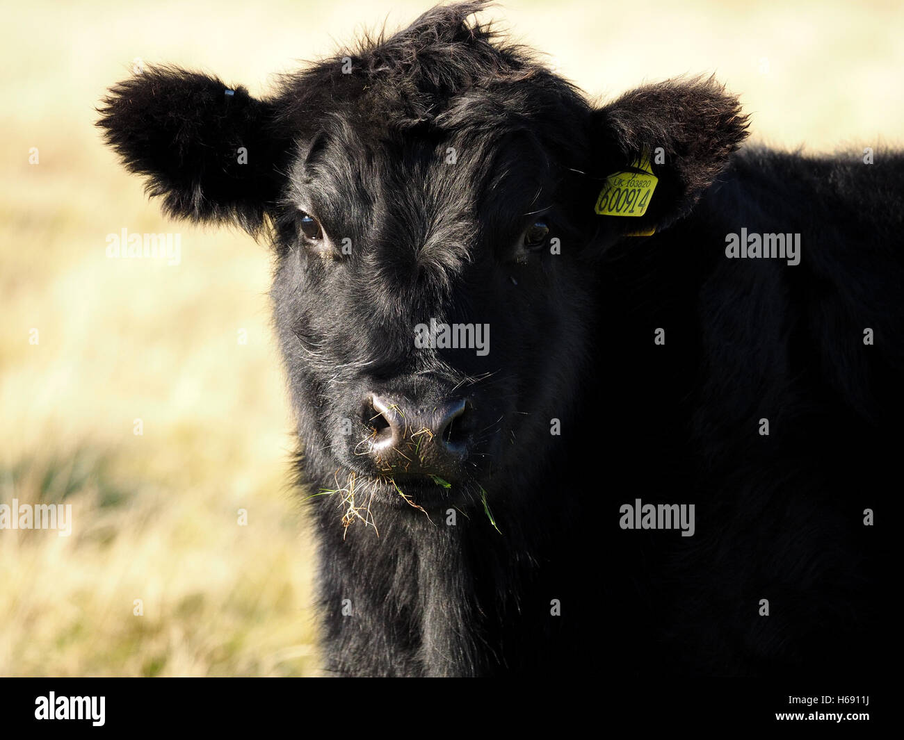 Nero lucido bovini da carne di vitello di erba da masticare su golden moorland nel lato forte-luce Foto Stock