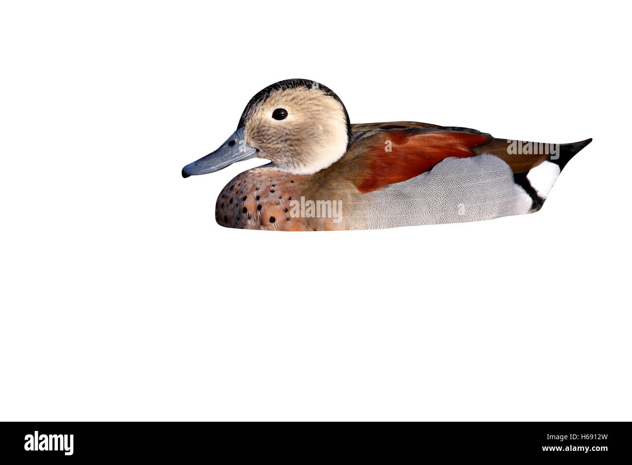 Di inanellare teal o collo ad anello teal, Callonetta leucophrys, maschio, originario del Sud America Foto Stock