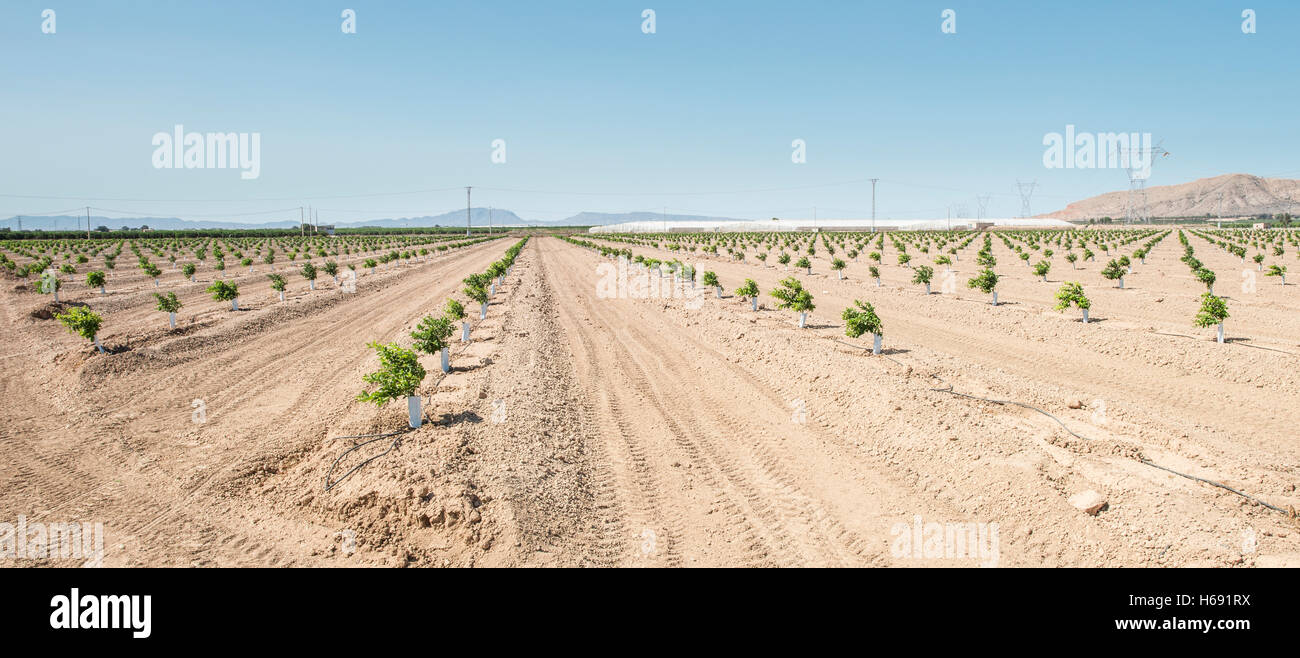 Nuove giovani piantati alberi di arancio Foto Stock