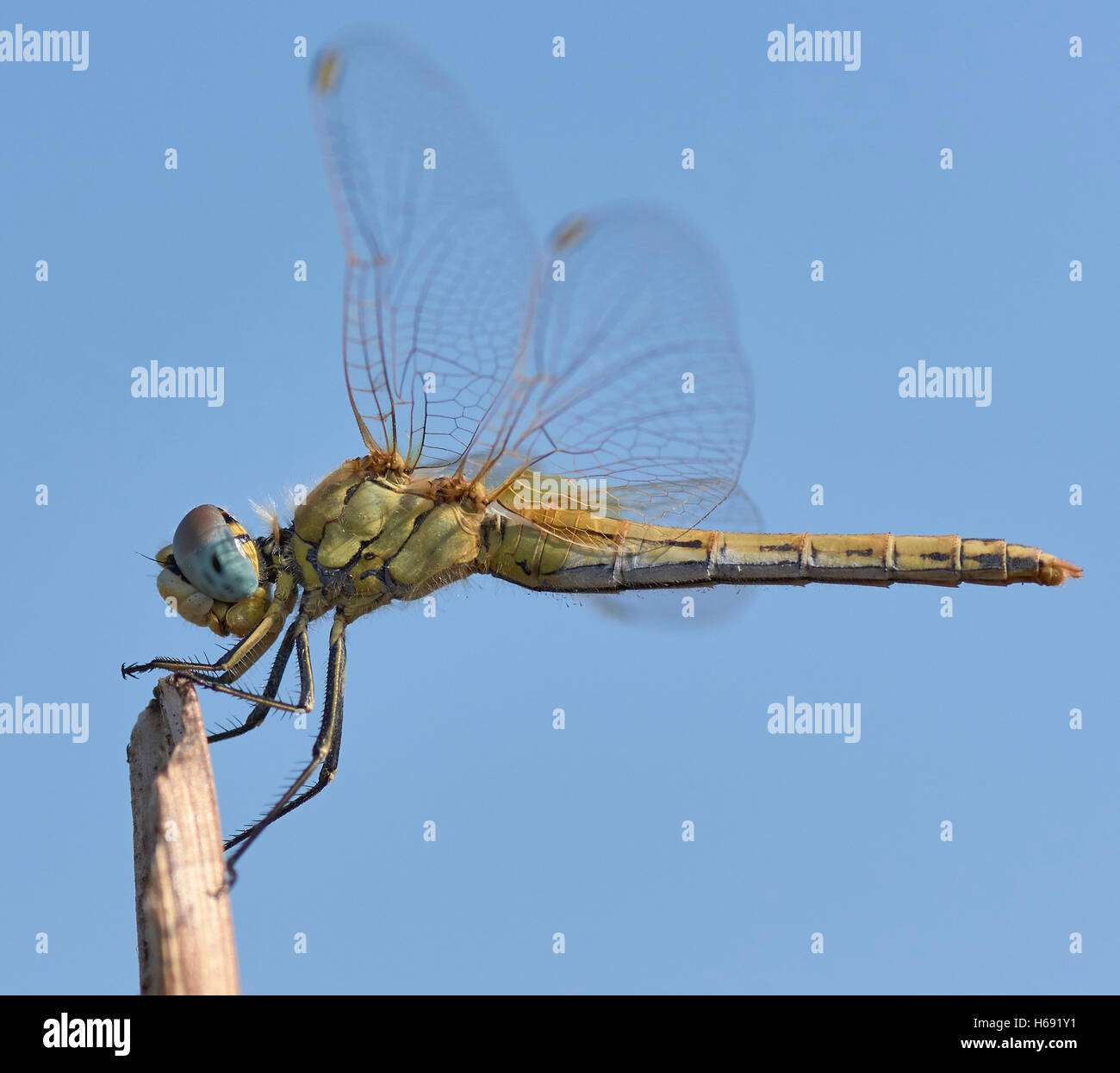 Sympetrum fonscolombii. Libellula femmina. Foto Stock
