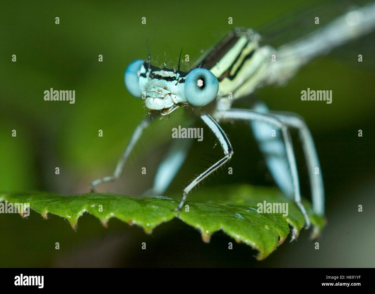 Platycnemis latipes. Damselfly maschio. Maimona burrone. Castelló. Spagna. Foto Stock