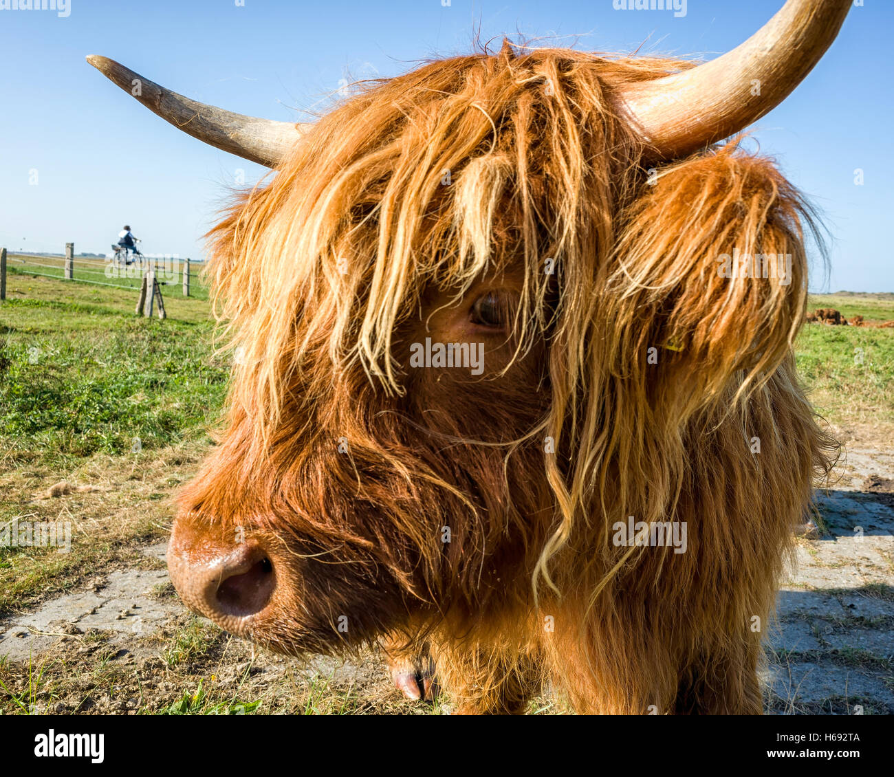 Langeoog. Germania. Una testa ritratto di un altopiano di bestiame con un occhio rivolto verso il visualizzatore e un avvisatore acustico che si estende oltre la parte superiore dell'immagine. Foto Stock