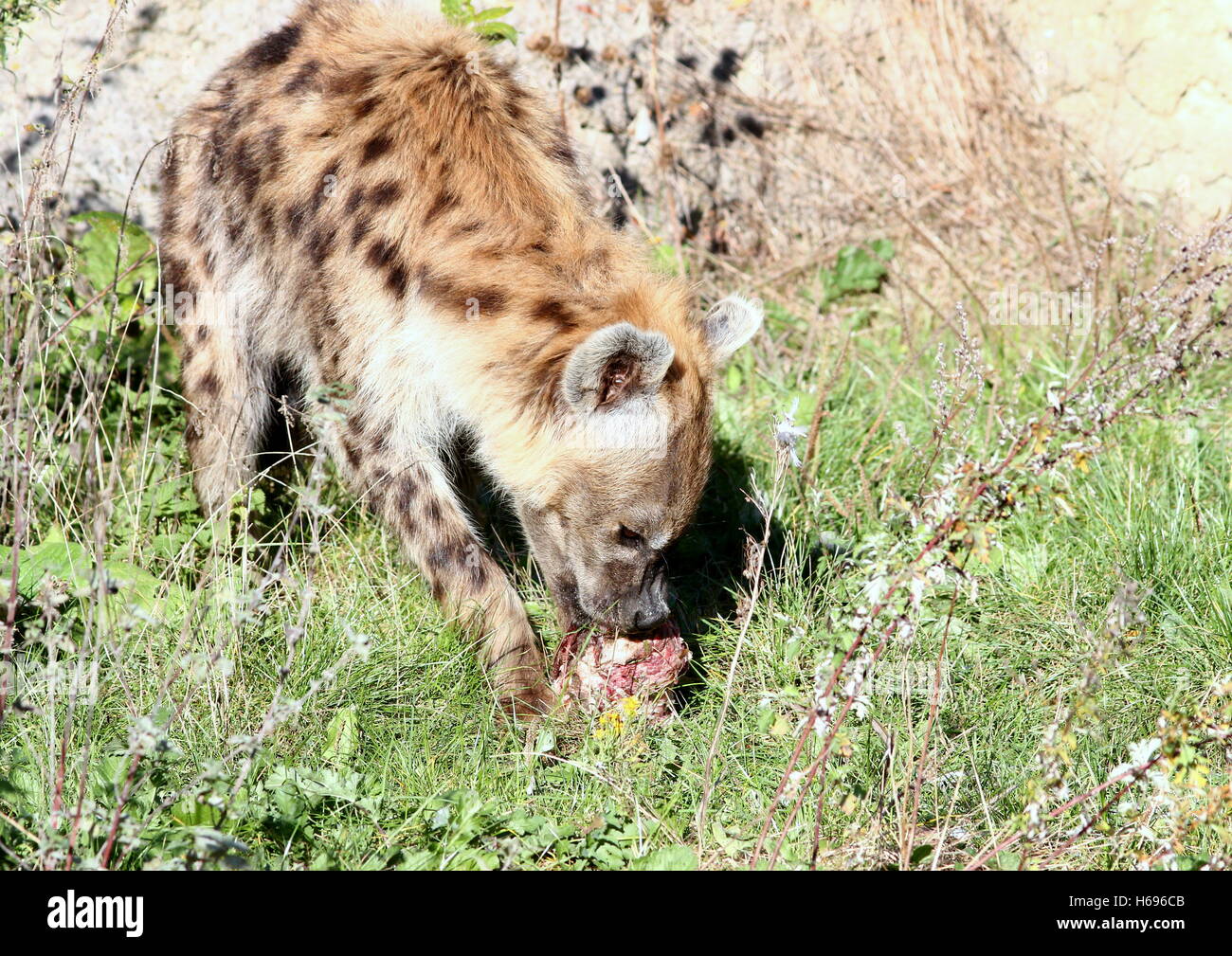 African macchiati o ridere iena (Crocuta crocuta) alimentazione su un pezzo di carne di carogne Foto Stock