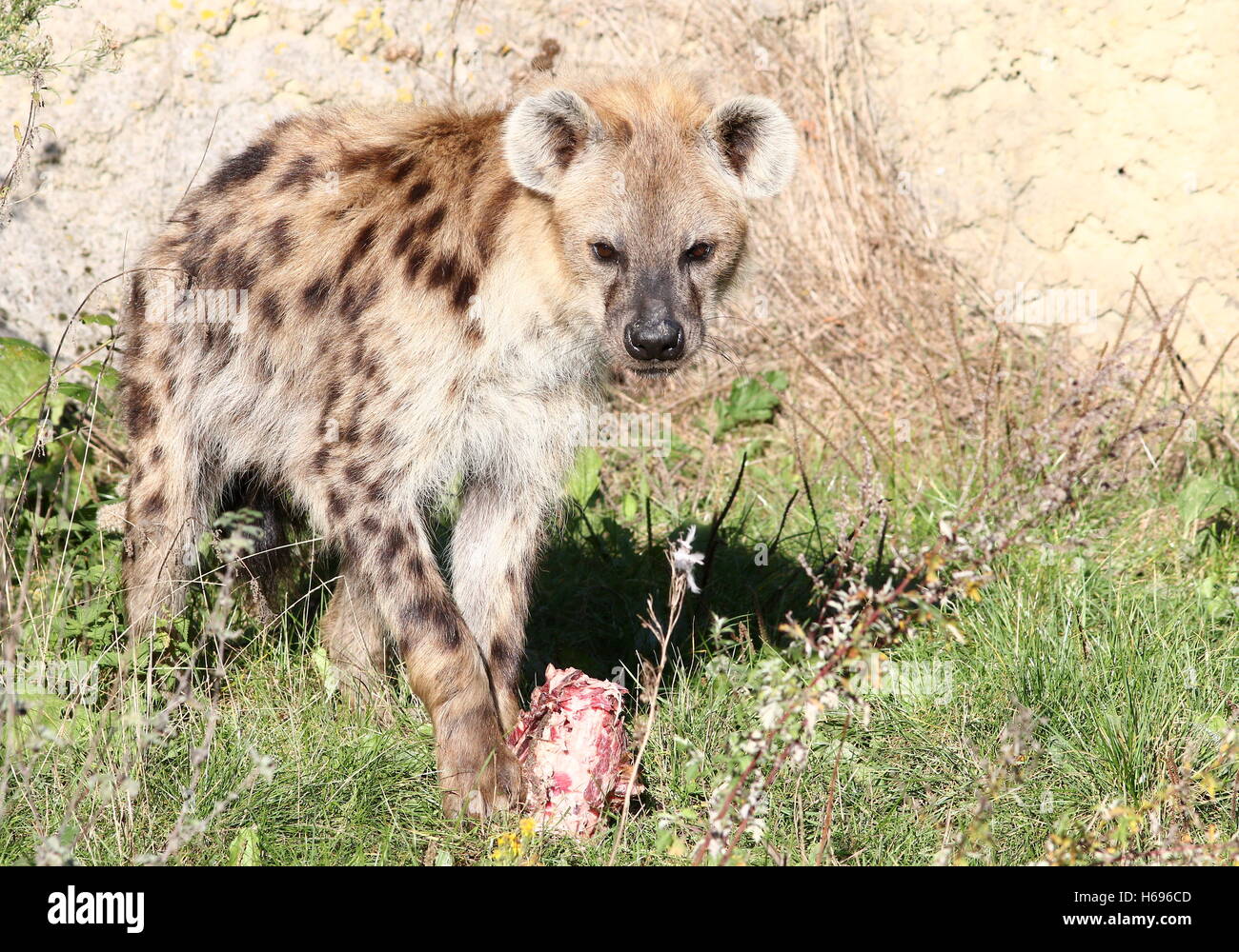 African macchiati o ridere iena (Crocuta crocuta) in close-up Foto Stock