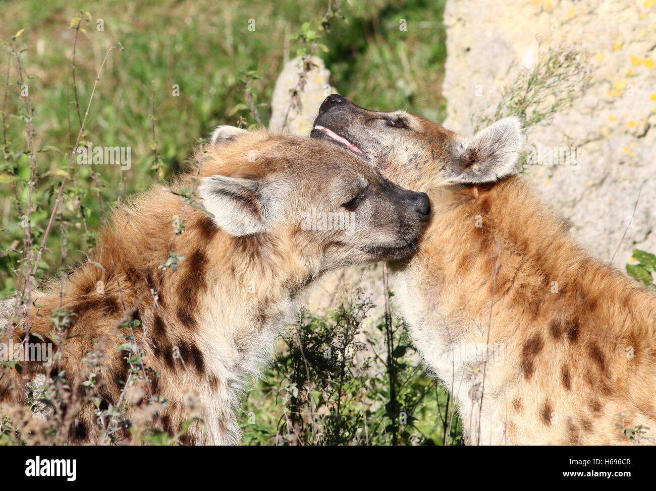 Affettuosa African macchiati o ridere iene (Crocuta crocuta) in close-up Foto Stock