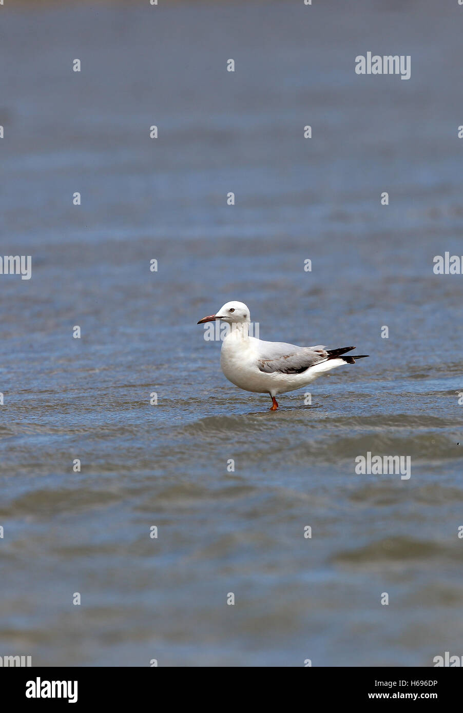 Snello fatturati gabbiano (Larus genei), Merja Zerga, Marocco. Foto Stock