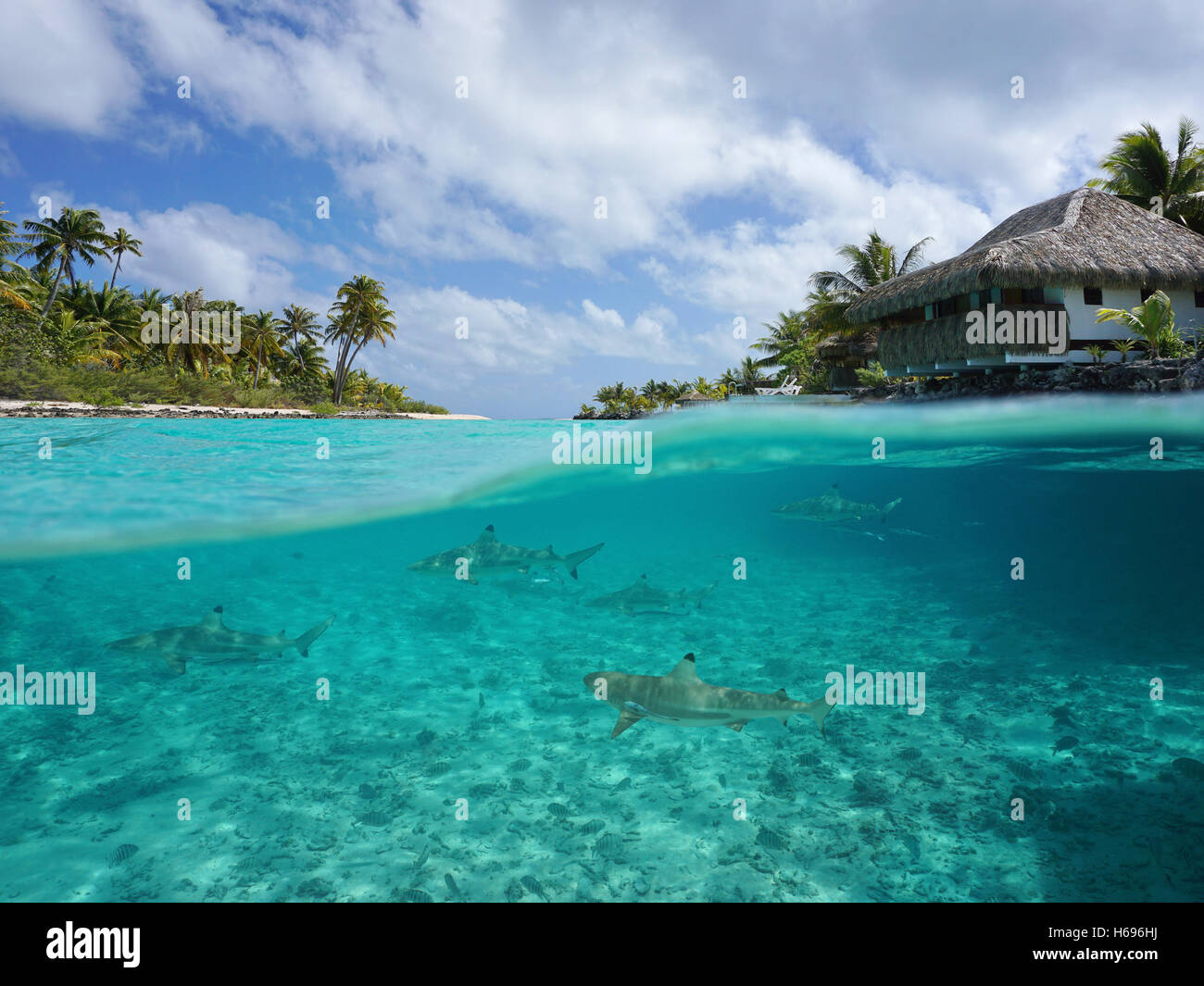 Metà di sottomarina e mare, isola tropicale con un bungalow blacktip e squali di barriera al di sotto della superficie dell'acqua, Polinesia Francese Foto Stock