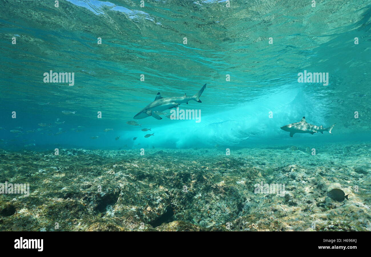 Subacquea onde del mare si infrangono sulla ribalta reef con due blacktip gli squali, oceano pacifico, Huahine, Polinesia Francese Foto Stock