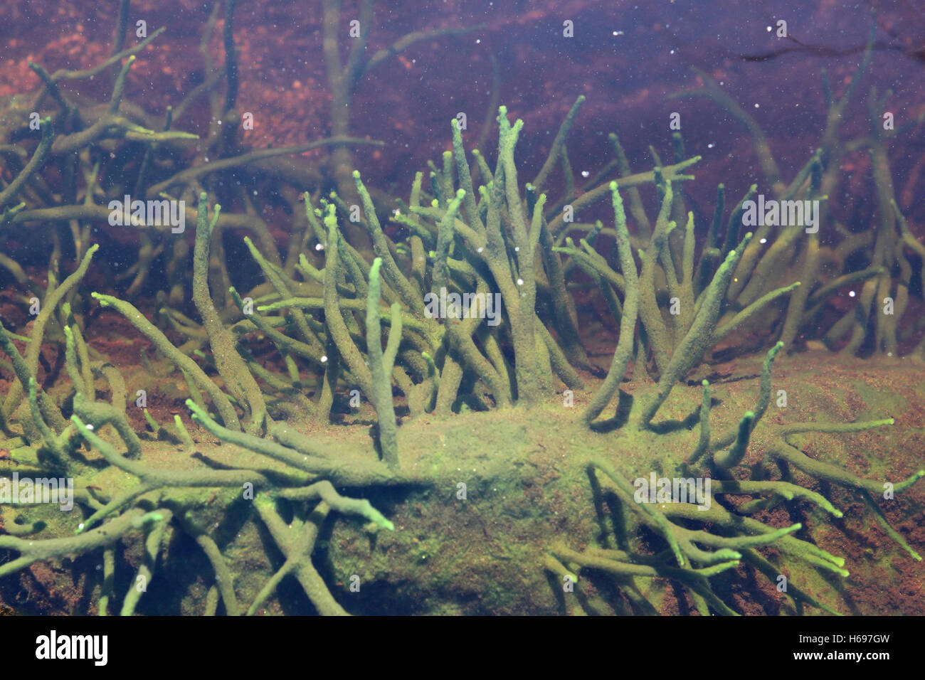 Spugna di acqua dolce, Spongilla lacustris Foto Stock