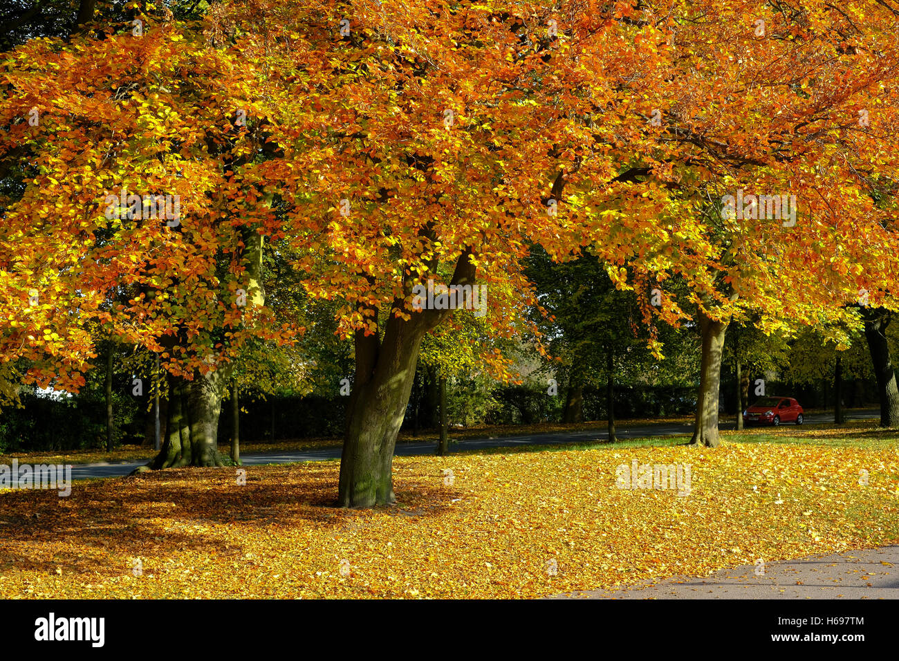Arancio brillante dei colori dell'autunno Foto Stock